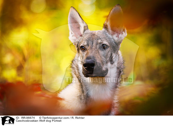 Czechoslovakian Wolf dog Portrait / RR-96674