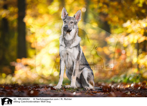 sitting Czechoslovakian Wolf dog / RR-96682