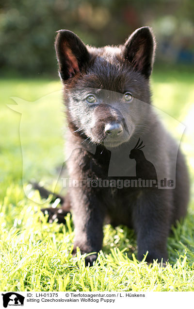 sitting Czechoslovakian Wolfdog Puppy / LH-01375