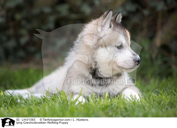 lying Czechoslovakian Wolfdog Puppy / LH-01383