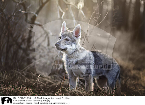 Czechoslovakian Wolfdog Puppy / SEK-01516