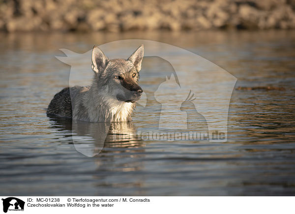 Czechoslovakian Wolfdog in the water / MC-01238