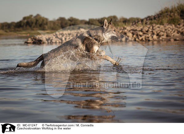 Tschechoslowakischer Wolfshund im Wasser / Czechoslovakian Wolfdog in the water / MC-01247