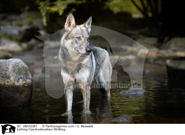 badender Tschechoslowakischer Wolfhund / bathing Czechoslovakian Wolfdog / UM-02361