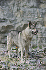 Czechoslovakian wolfdog