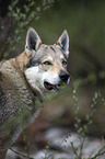 Czechoslovakian Wolfdog portrait