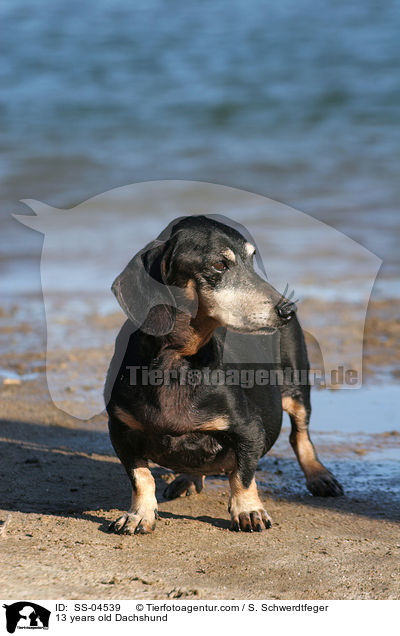 13 years old Dachshund / SS-04539