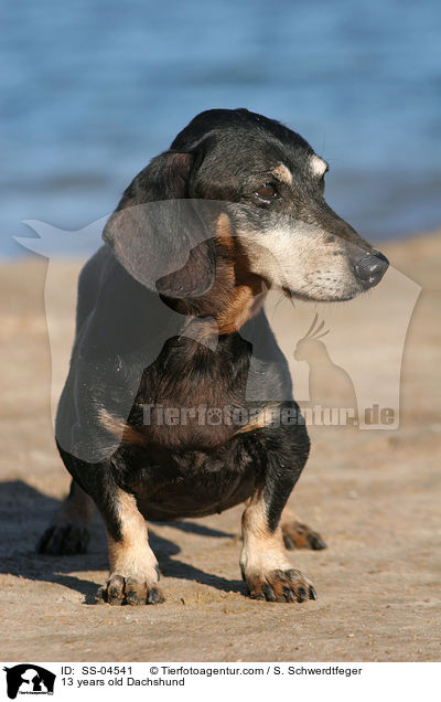 13 years old Dachshund / SS-04541