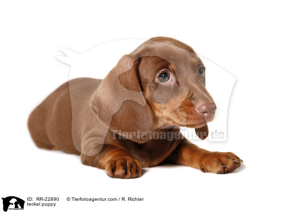 Dackel Welpe / teckel puppy / RR-22890