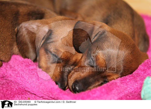 Dachshund puppies / DG-05060