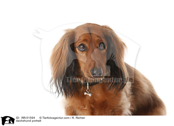 dachshund portrait / RR-51594