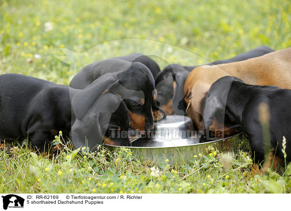 5 Kurzhaardackel Welpen / 5 shorthaired Dachshund Puppies / RR-62169