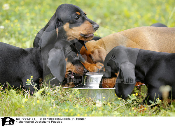 4 Kurzhaardackel Welpen / 4 shorthaired Dachshund Puppies / RR-62171