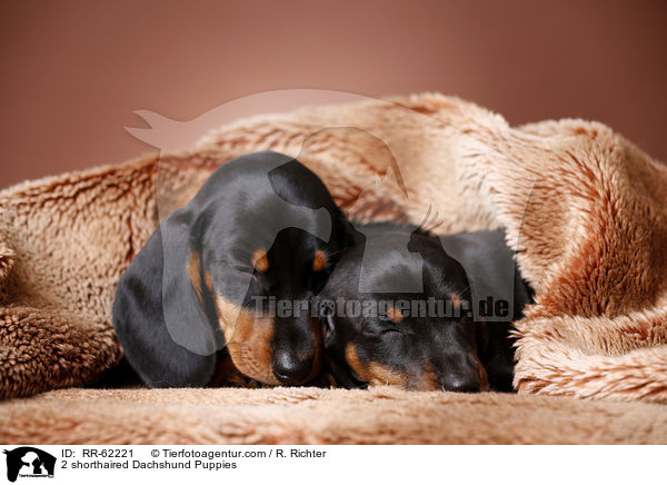 2 Kurzhaardackel Welpen / 2 shorthaired Dachshund Puppies / RR-62221