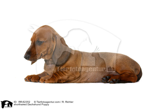 Kurzhaardackel Welpe / shorthaired Dachshund Puppy / RR-62352
