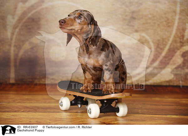 Dackel Welpe / Dachshund Puppy / RR-63907