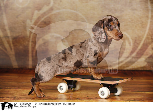 Dackel Welpe / Dachshund Puppy / RR-63909