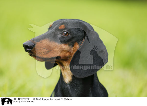 young Dachshund / RR-73752
