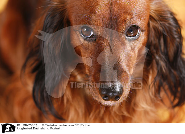 longhaired Dachshund Portrait / RR-75507
