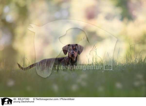 junger Dackel / young Dachshund / BS-07390