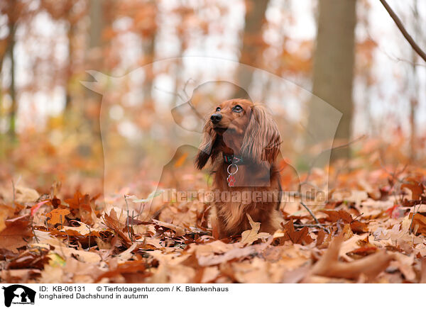 longhaired Dachshund in autumn / KB-06131