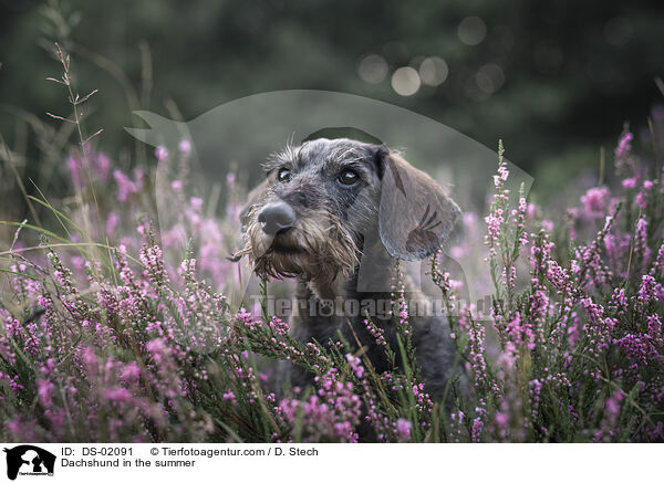 Dackel im Sommer / Dachshund in the summer / DS-02091