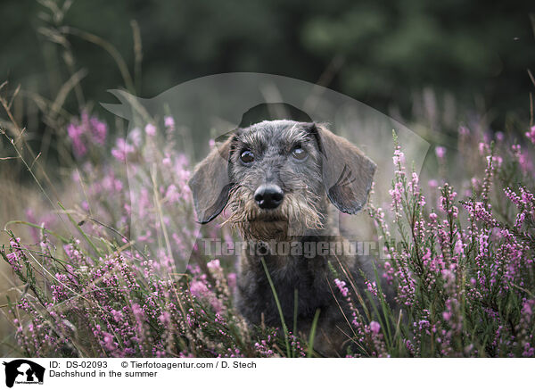 Dackel im Sommer / Dachshund in the summer / DS-02093