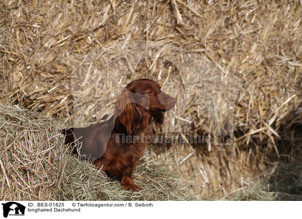 longhaired Dachshund / BES-01825