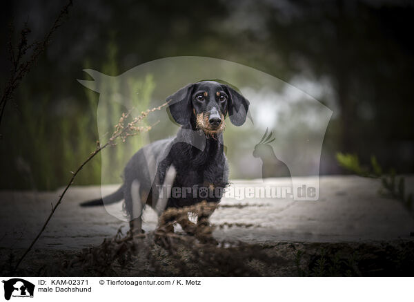 Dackel Rde / male Dachshund / KAM-02371