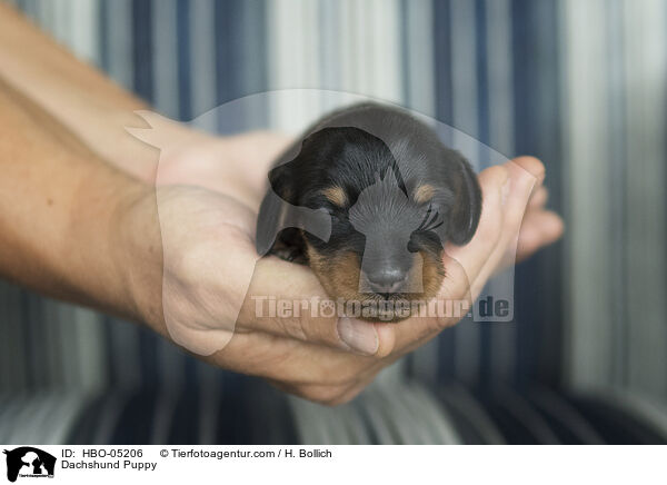 Dackel Welpe / Dachshund Puppy / HBO-05206