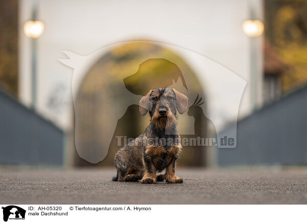 Dackel Rde / male Dachshund / AH-05320