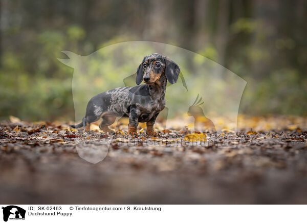 Dackel Welpe / Dachshund Puppy / SK-02463