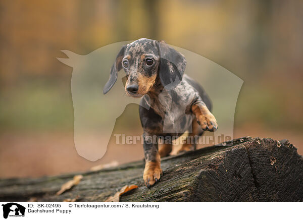 Dackel Welpe / Dachshund Puppy / SK-02495