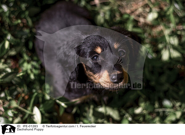 Dachshund Puppy / IFE-01283