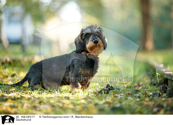 Dackel / Dachshund / KB-08317