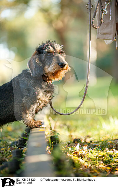 Dackel / Dachshund / KB-08320