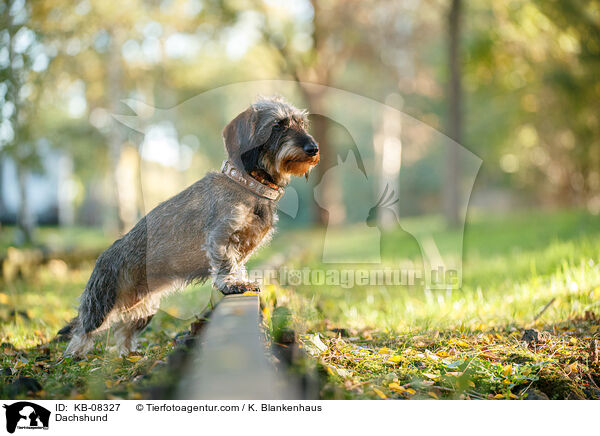 Dackel / Dachshund / KB-08327