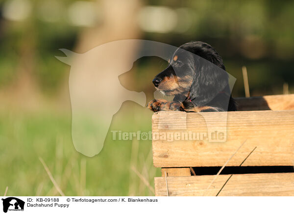 Dackel Welpe / Dachshund Puppy / KB-09188