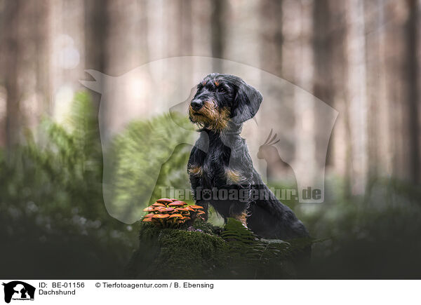 Dackel / Dachshund / BE-01156