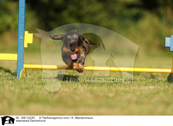 rauhaariger Dackel / wirehaired Dachshund / KB-12245