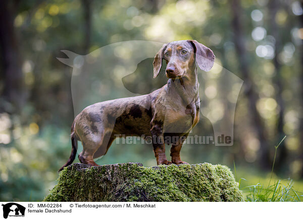 Dackel Hndin / female Dachshund / MM-02284