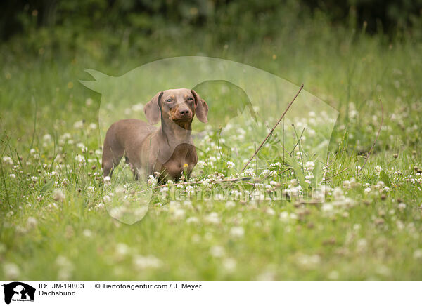 Dachshund / JM-19803