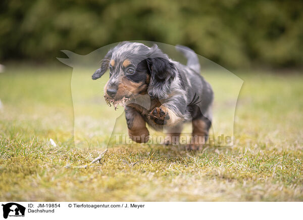 Dackel / Dachshund / JM-19854