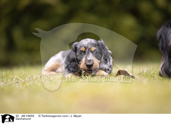 Dackel / Dachshund / JM-19859