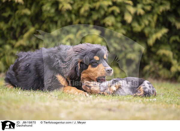 Dachshund / JM-19870