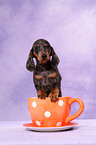 Tigerdachshund Puppy