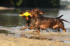 2 wirehaired Dachshunds