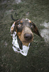 sitting Dachshund