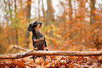 Dachshund in autumn