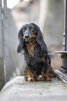 male Dachshund